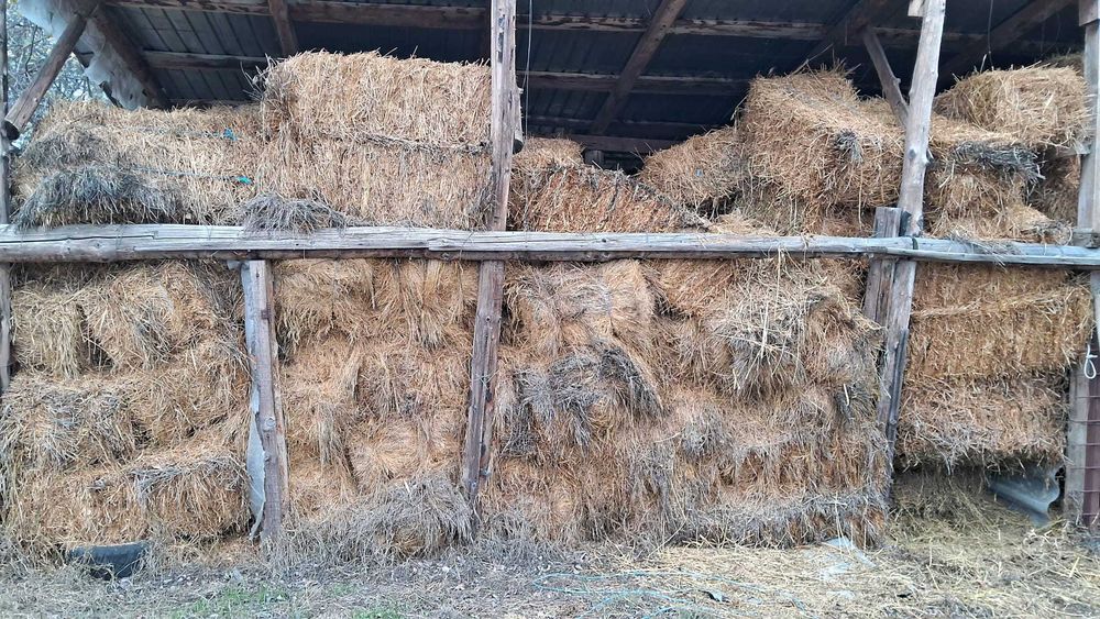 vând baloți lucernă otavă