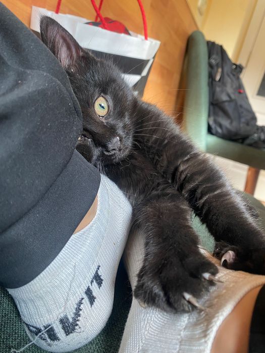 Черно женско коте търси дом, София