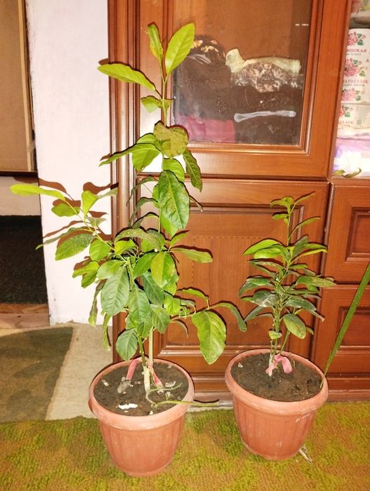 Продам 2  гадовалых плодоносящих лимона по  8000 каждый песать на вацп