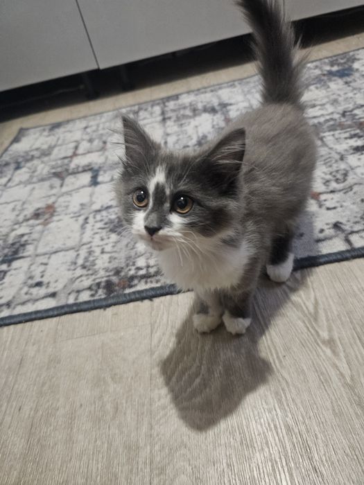 Отдам кошечку бесплатно