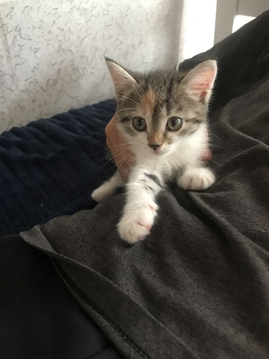 отдам котенка в добрые руки