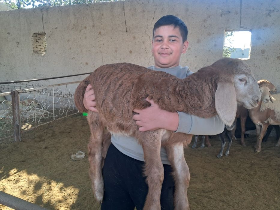 Срочно сотилади, келишамиз