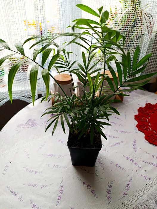 Продам хамидория