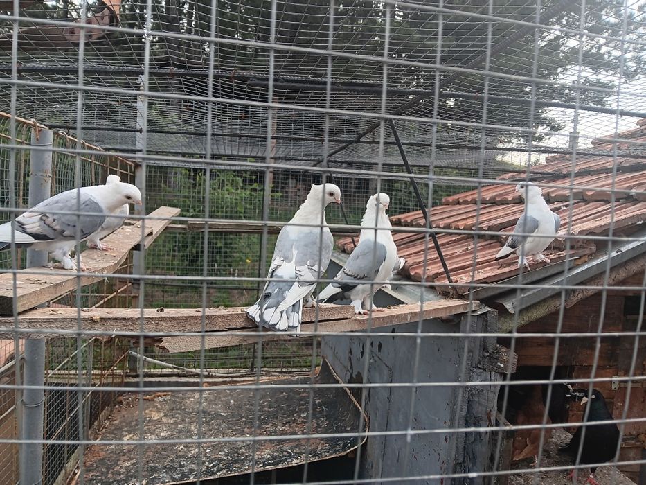 Млади сатинети..