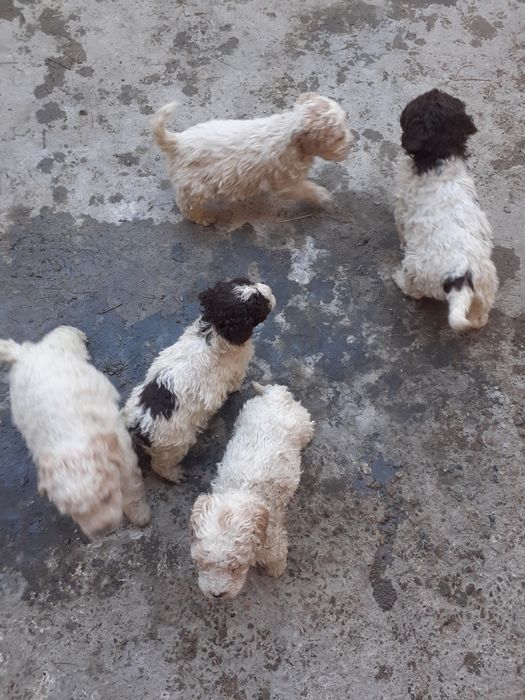Двумесечна кученца Лагото си търсят дом