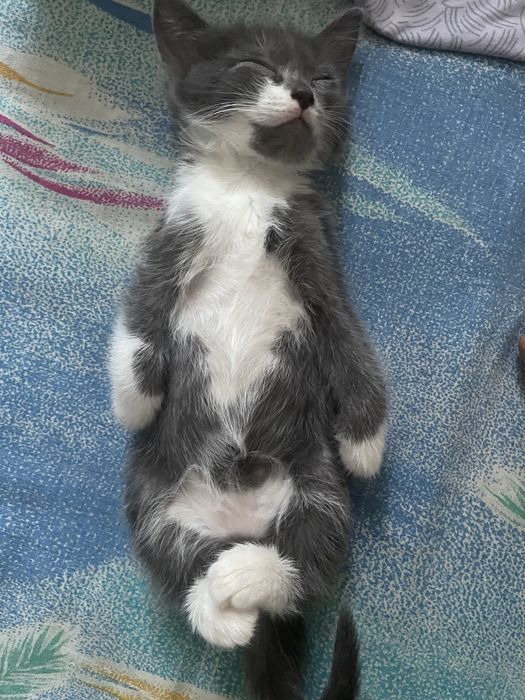 Котёнок  серый