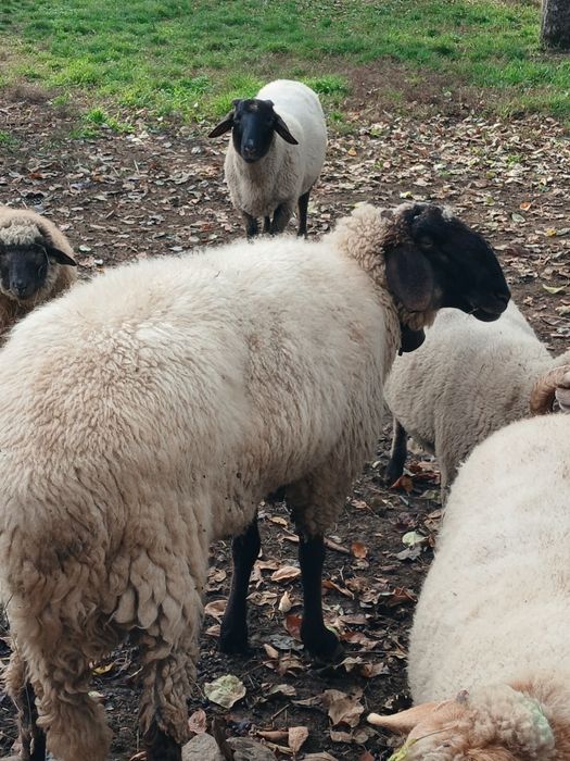 Vând berbec Carabas de aprox.2ani