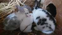 Кролики 3 месяца