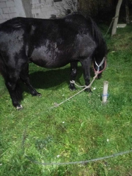 Vand Armasar de lucru