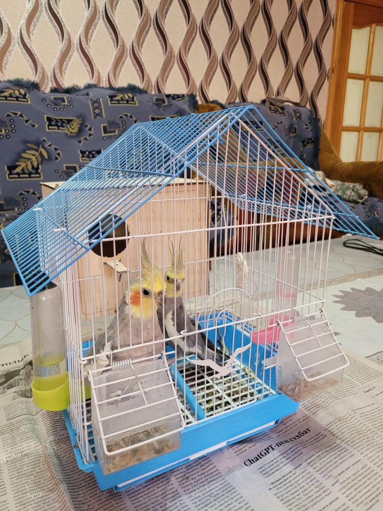 Корелла пара с клеткой и с кормом
