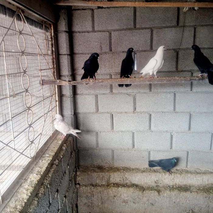 Голбый широкохвости