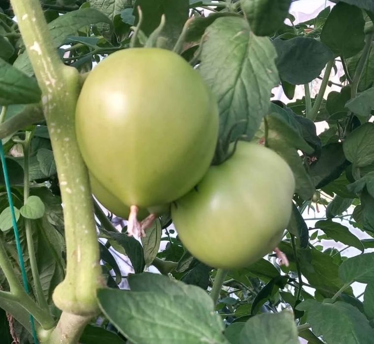 Зелени домати за туршия.