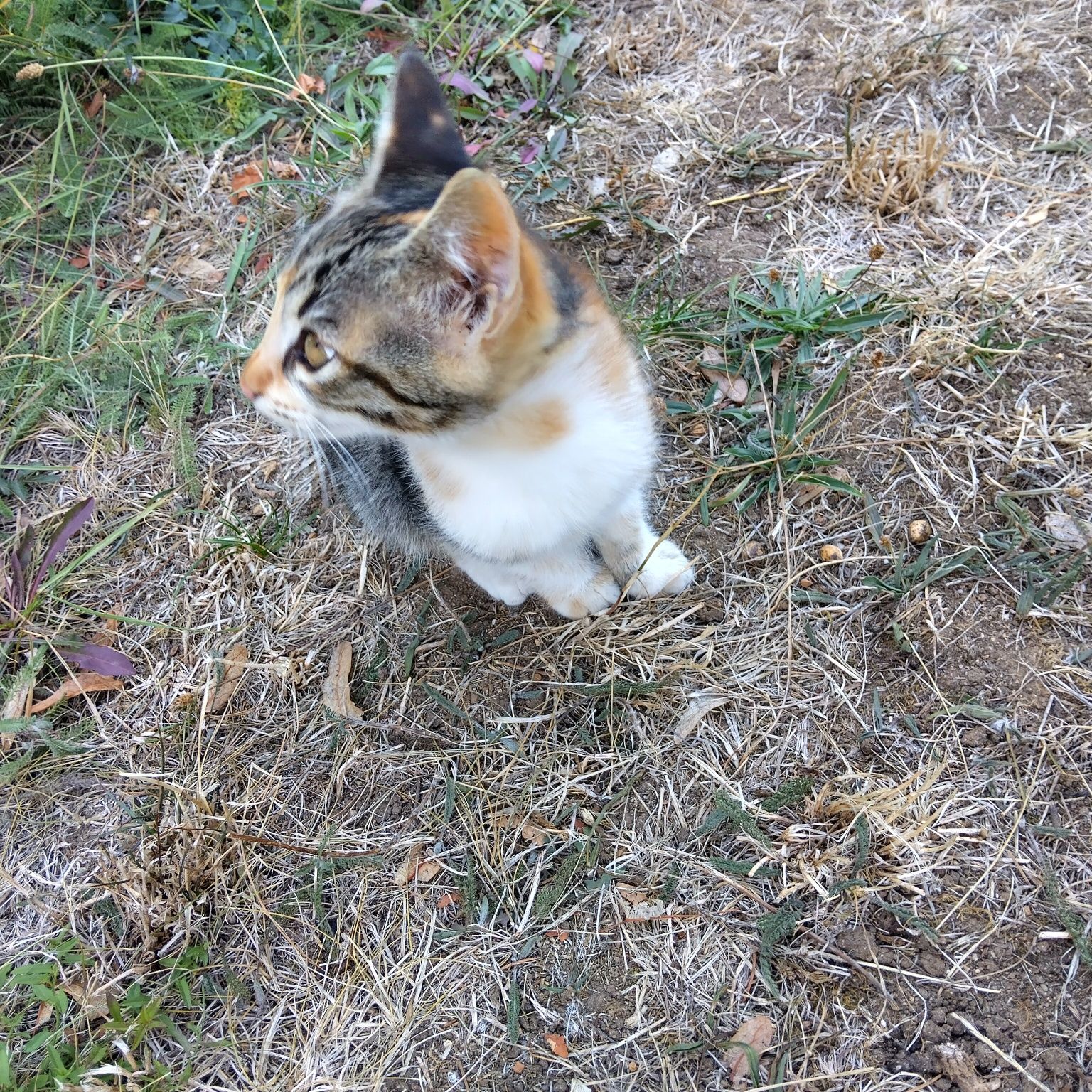 Подарявам котенца