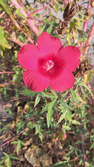 Цветы Осы гулдiн Тамыры сатылады