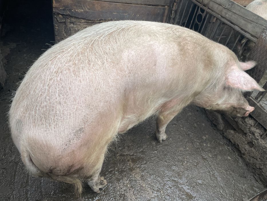 Прасета ………………..