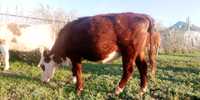 Продам корову белоголовой породы 380000
