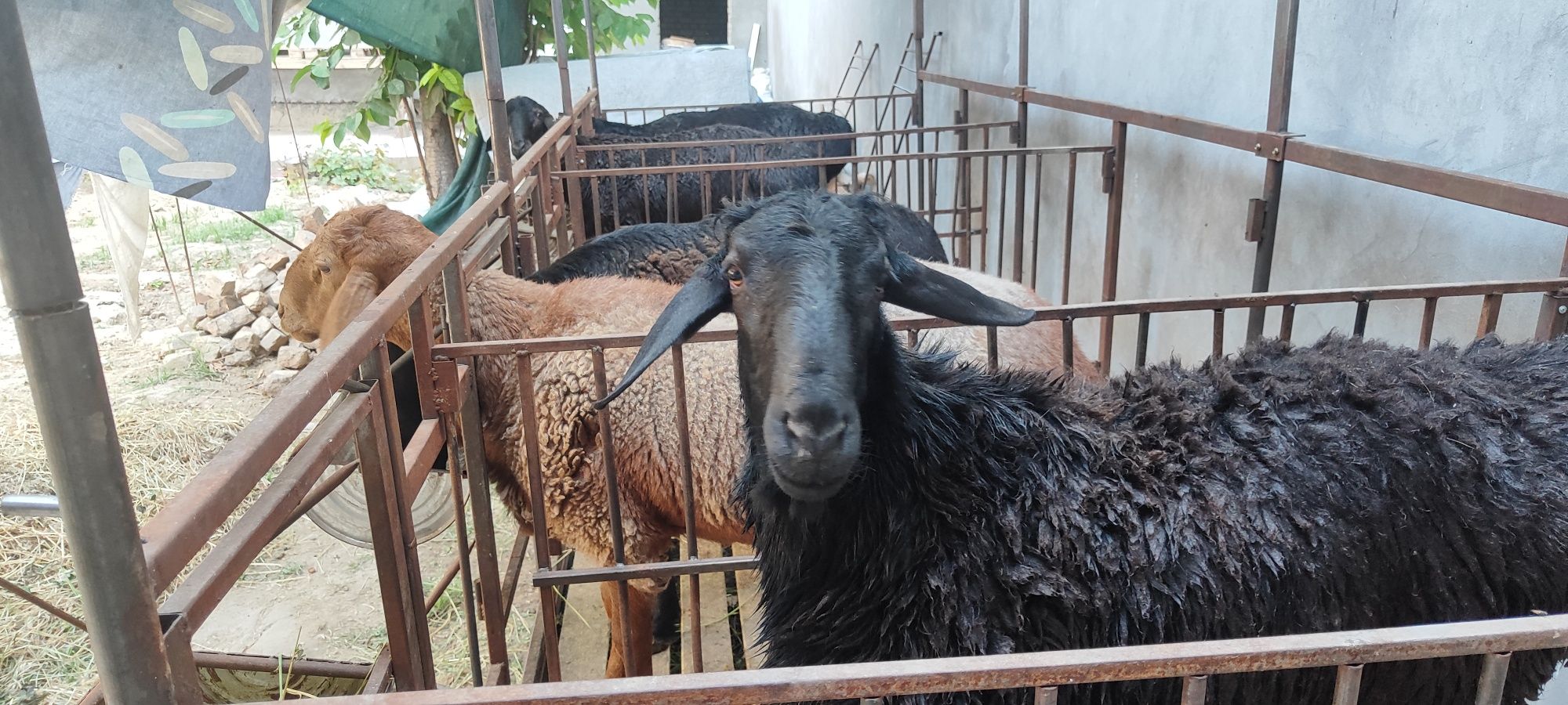 Qurbonlik uchun qo'ylar bor
