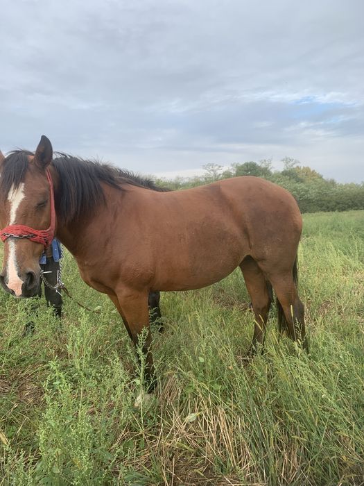 Vand iapa buna de 10 ani ingrijita si potcovita la timp