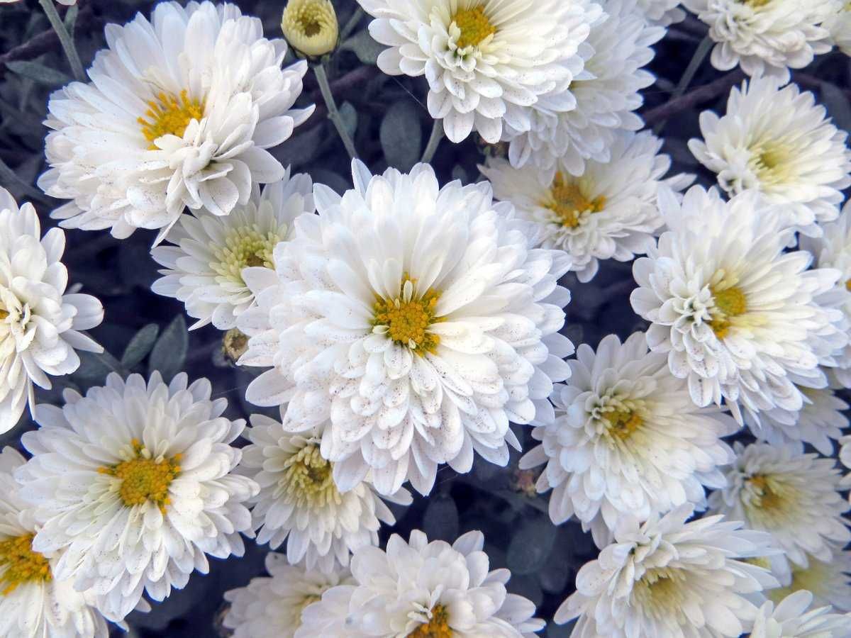 Цветы многолетние саженцы хризантемы флоксы лилии рябинник