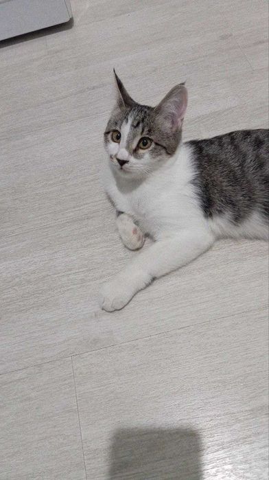 Очаровательный котик, 5 мес., паспорт, кастрирован, лоток+