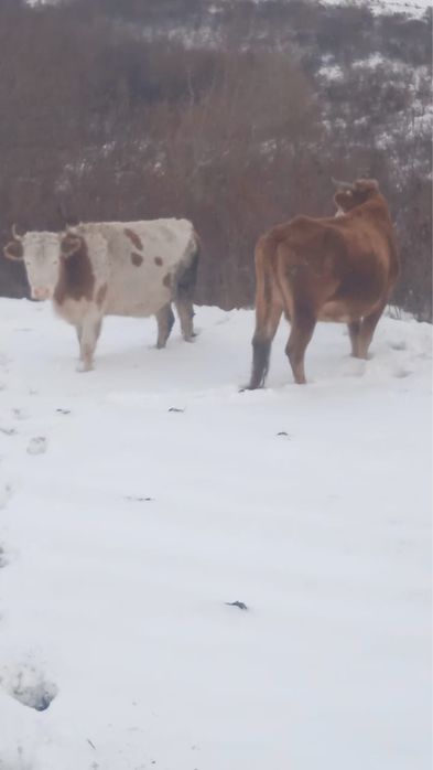 Коров продам отель янв февраль