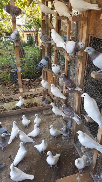 Ocazie! Vand voiajori albi pentru nunti si voiajori concurs vaccinati!