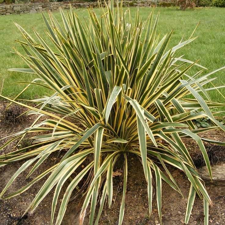 Градинска Юка - Yucca Filamentosa bright edge