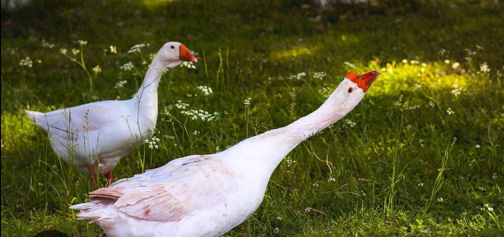 Gâște și rațe de vânzare