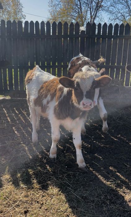 Vând 8 viței de rasă bună