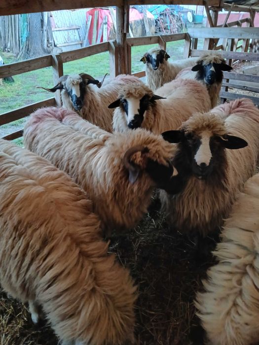 Vand 9 oi breze tinere