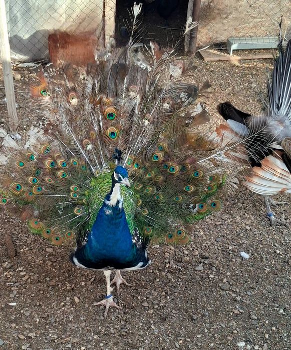 Mascul paun umăr negru purtător de ochi alb  !