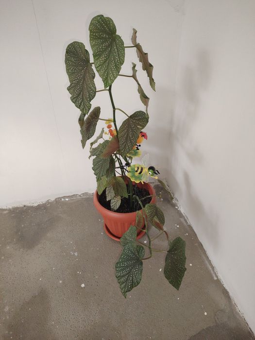 Продам цветы бегония