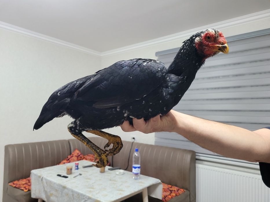 Корея + Шамо  тоза зод 1 тулак булди уршиши зур тика юради