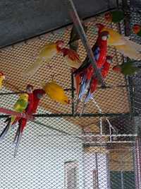Papagali diferite specii