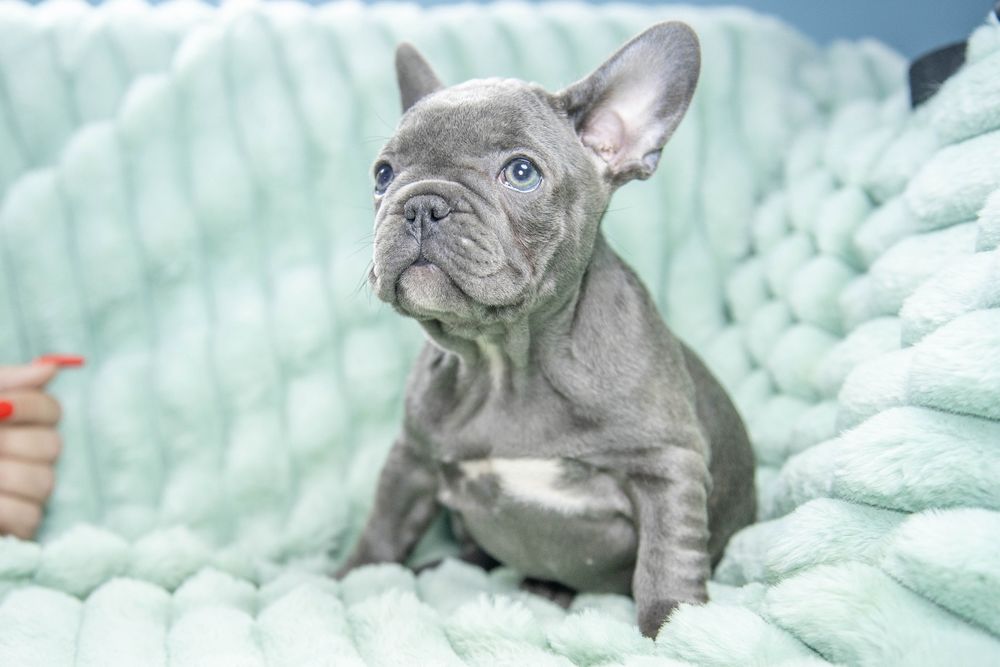 bulldog francez blue