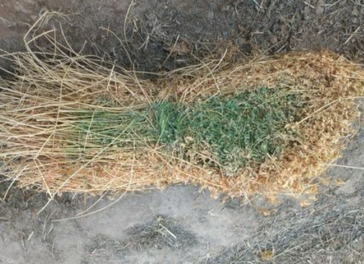 Беда... Ёринжо Сотилади