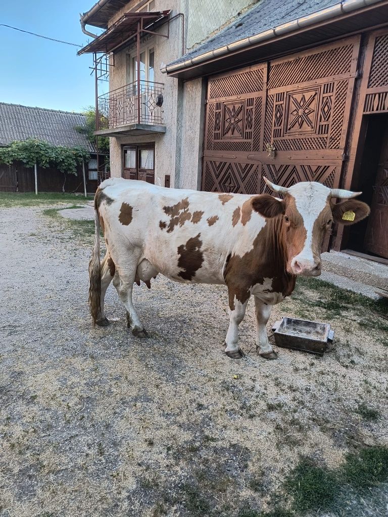 Vacă bună de lapte