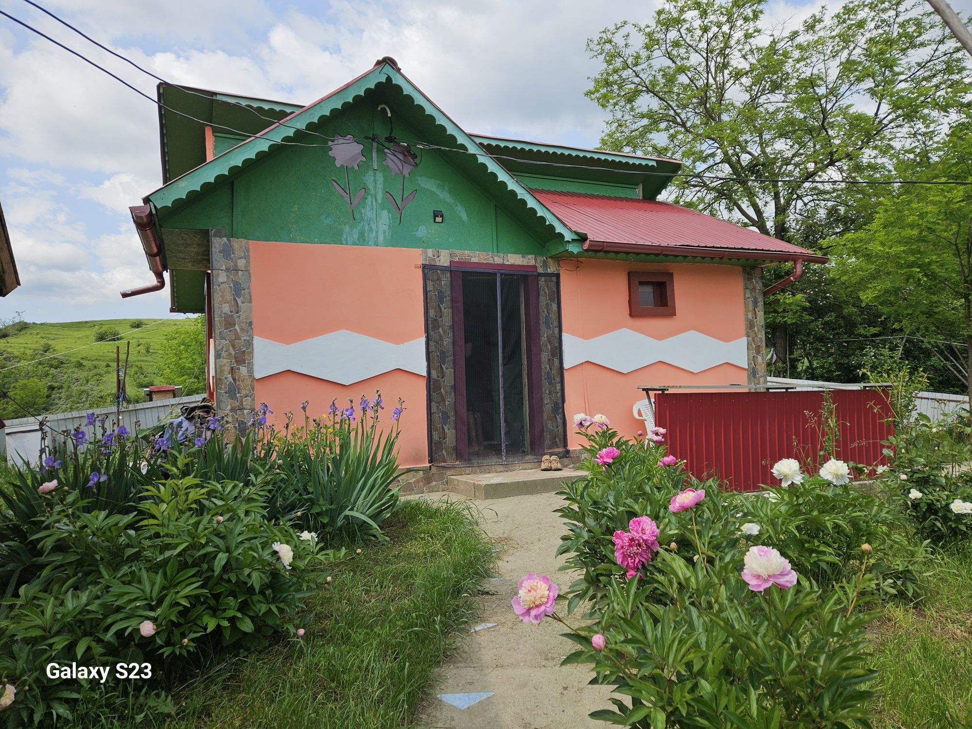 Vând 8 vaci Balțată Românească + casă de locuit + teren