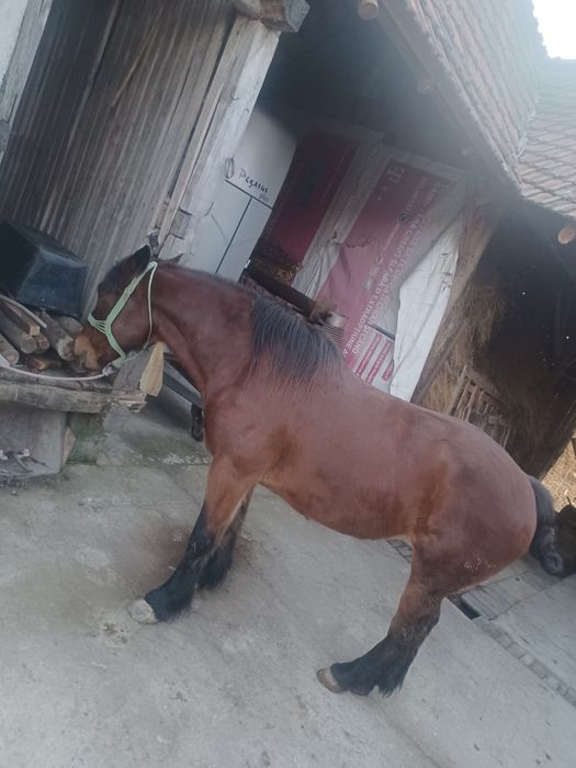 Vand armasar de 3 ani