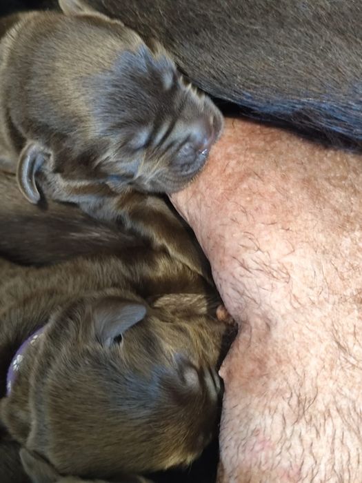 Pui Labrador ciocolatiu cu Pedigree