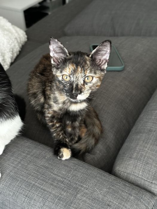Pisici pentru adoptie