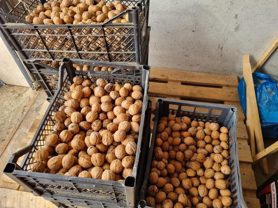 Nuci în coajă producție 2025