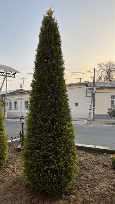 Leylanda gold sotiladi