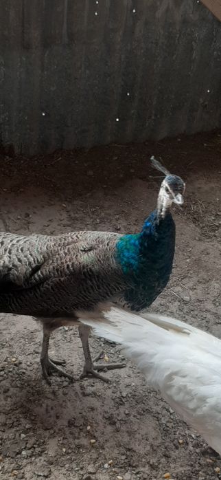 Schimb pui paun masculi  2 buc cu pasari de țară sau papagali