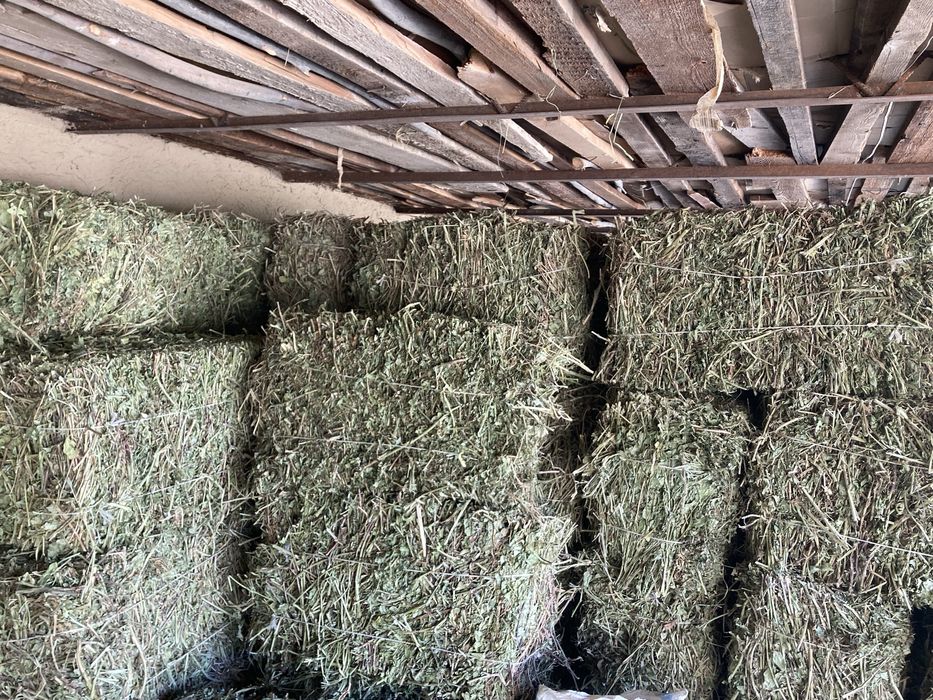 Беда, Сомон, Пичан, Ер ёнгок, Мош пресс,Янток,