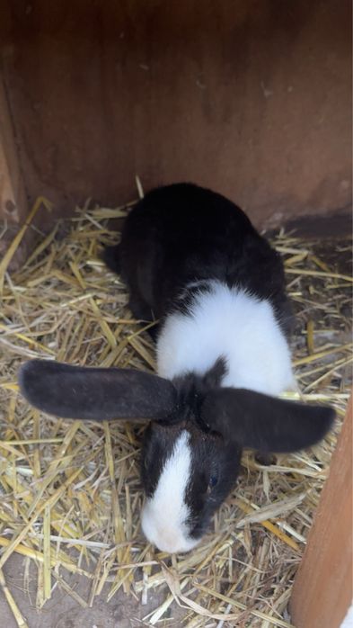 Vand iepuri de diferite marimi