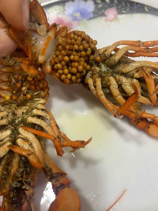 Раки живые и вареные