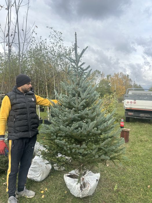 Brazii / Copaci Plante ornamentale