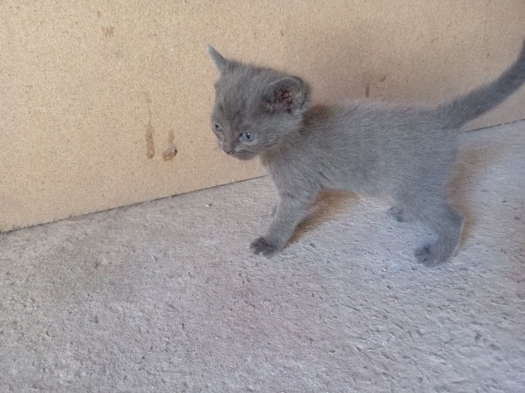 Zoti shatlanskiy, akot. Foldkoshka  tusi tigrovi
