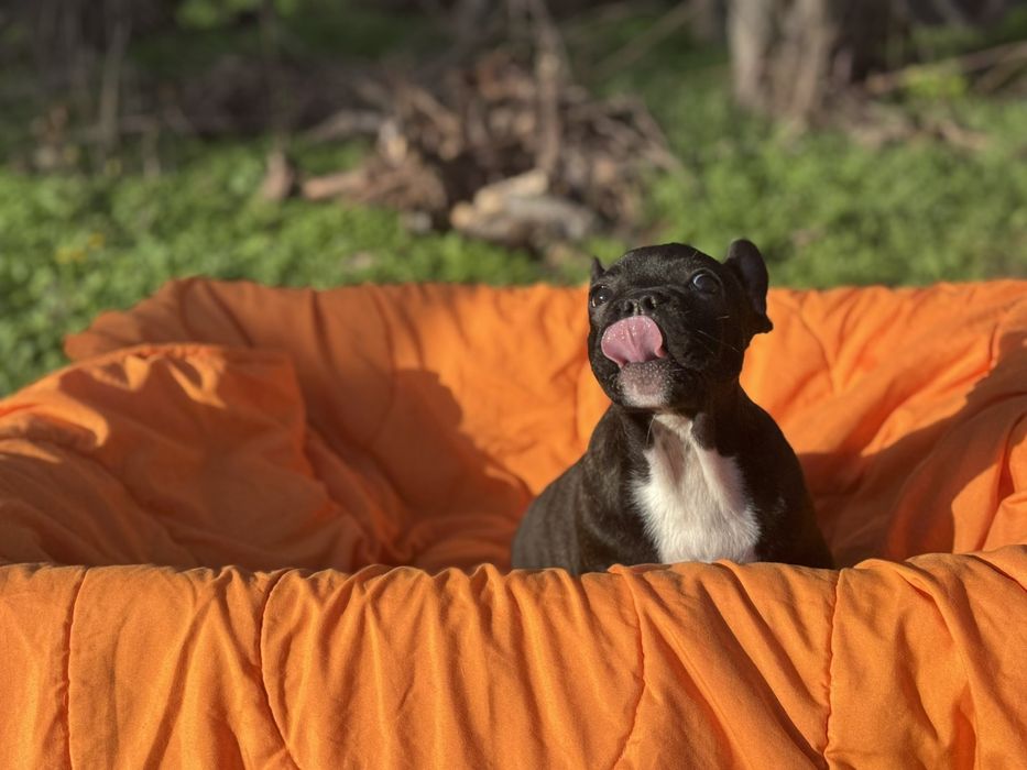 Два прекрасни френски булдога